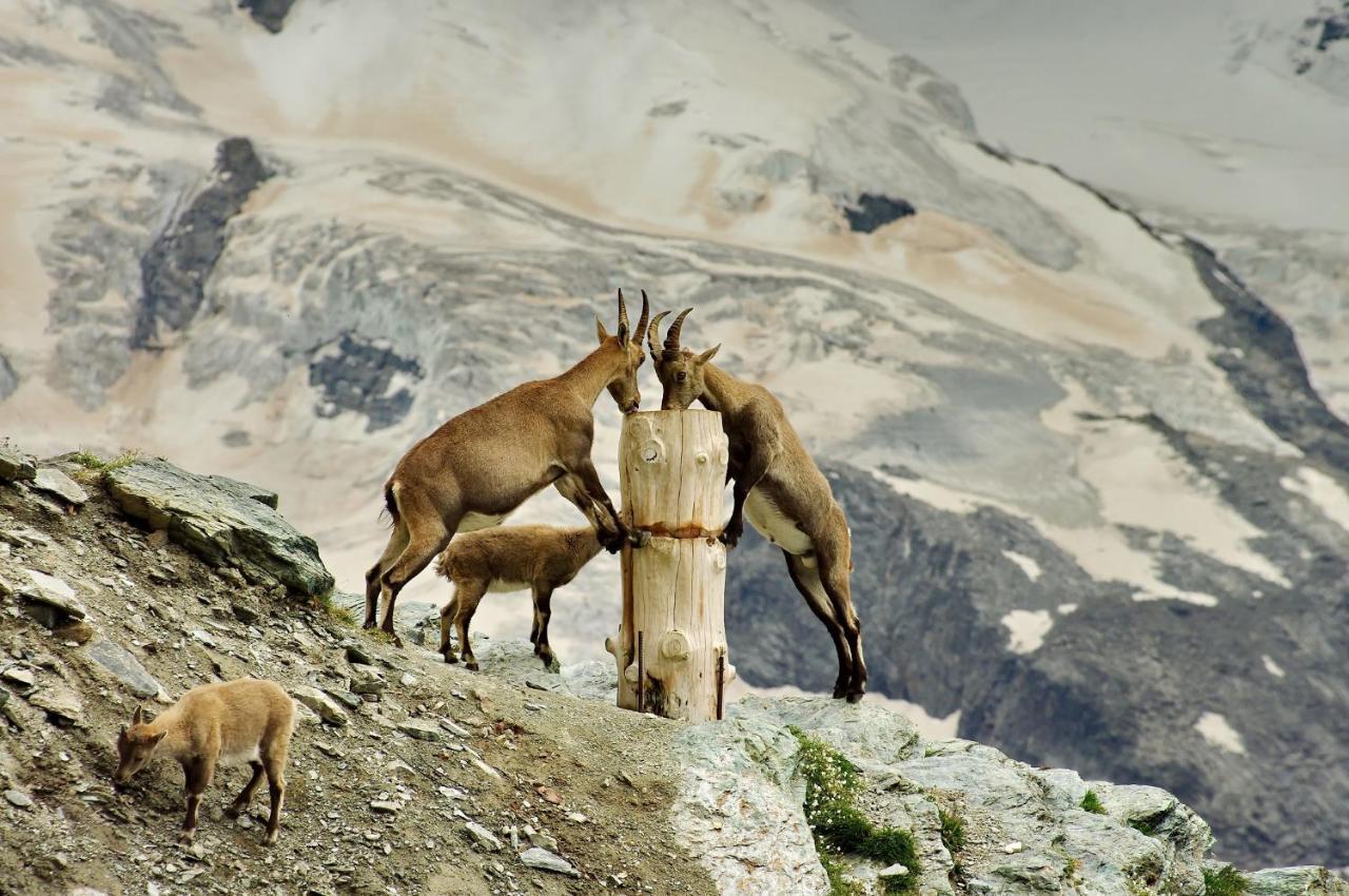 3100 Kulmhotel Gornergrat Zermatt Exteriér fotografie